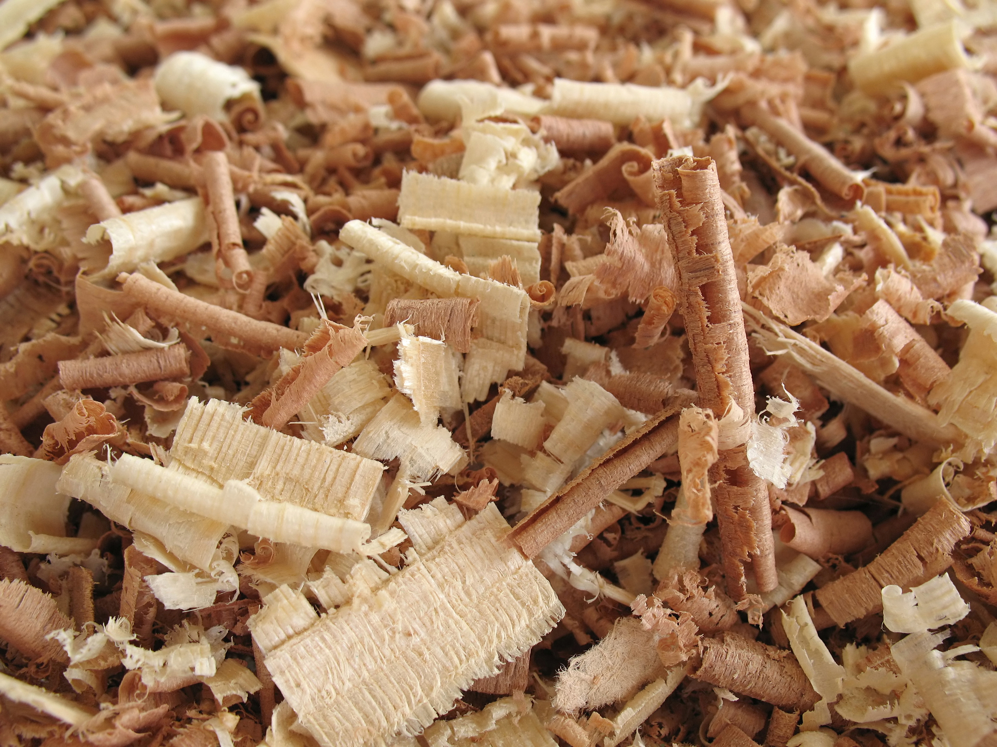 Detalle de viruta de eucalipto seca y libre de polvo